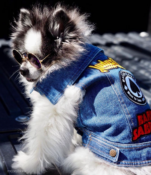 Dog wearing denim dog vest with patches, cool dog coat