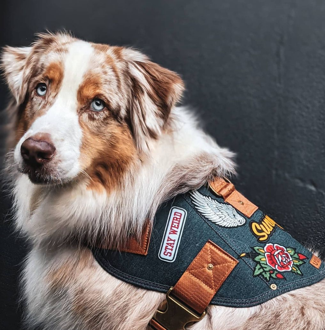 Dog harness australian deals made