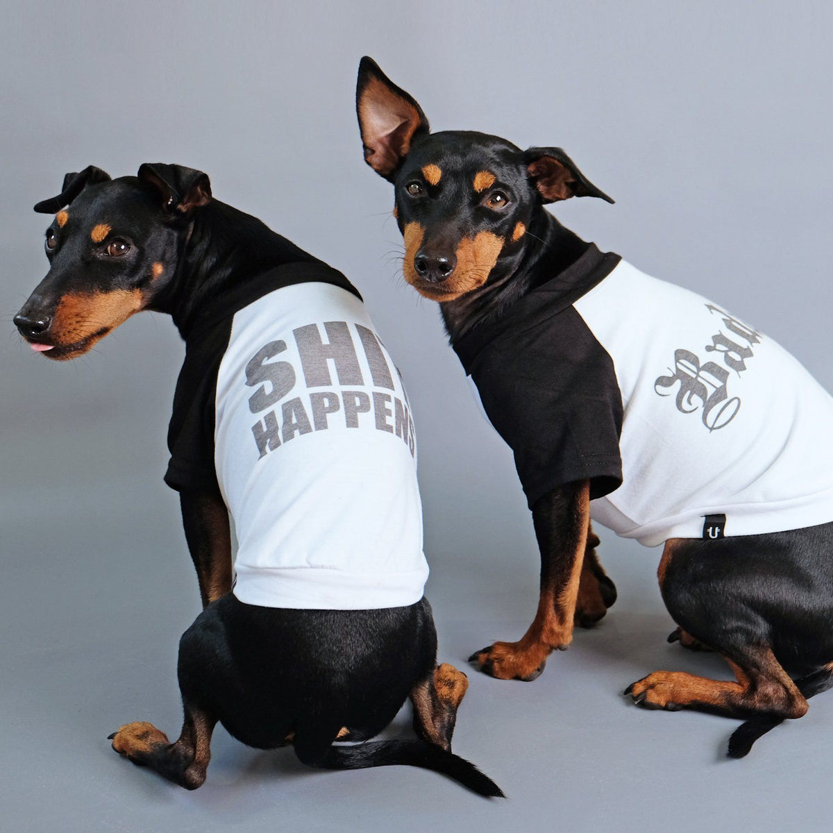 Dog tee, funny dog tee, raglan dog tee, badass dog tee, gift for dog, pethaus