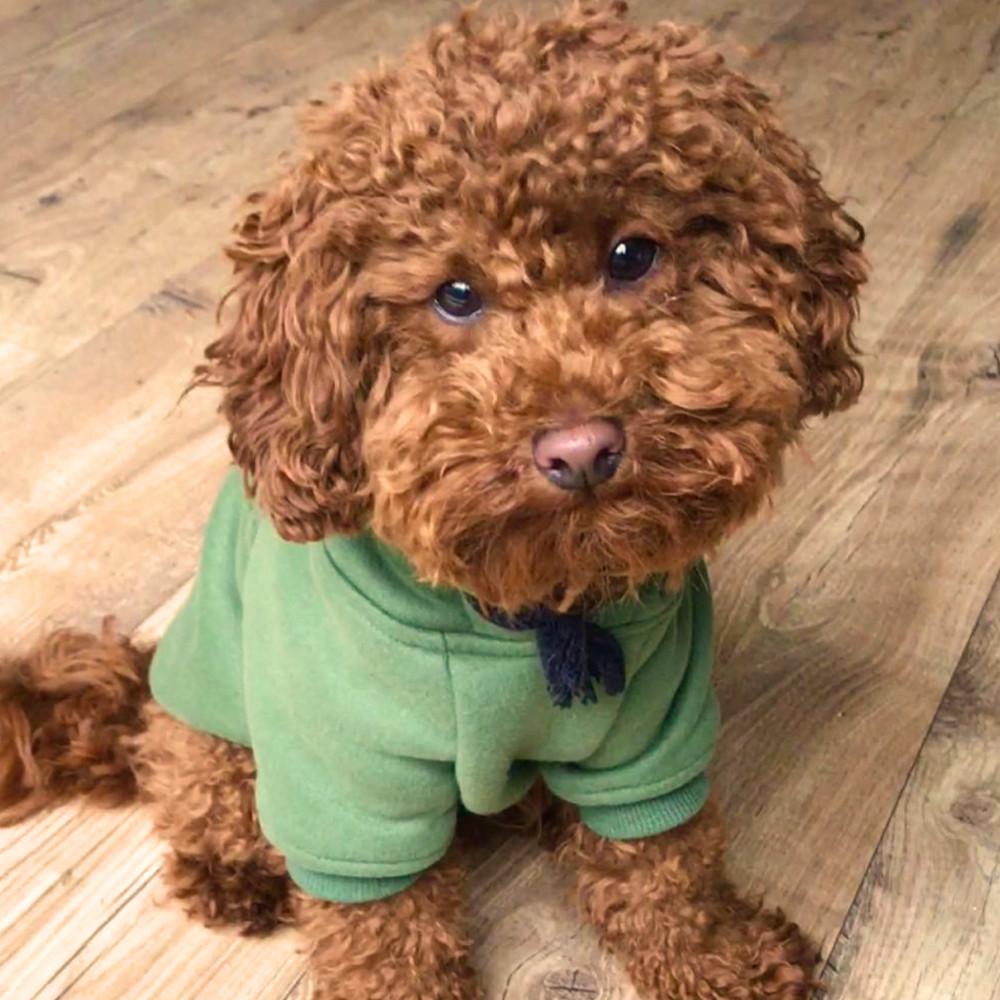 green dog hoodie by Pethaus, army green dog hoodie by Pethaus, green dog hoodie, army green dog hoodie, australia dog hoodie, pethaus