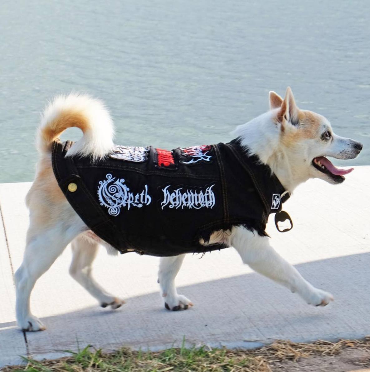 denim dog vest, battle jacket for dog, custom dog vest