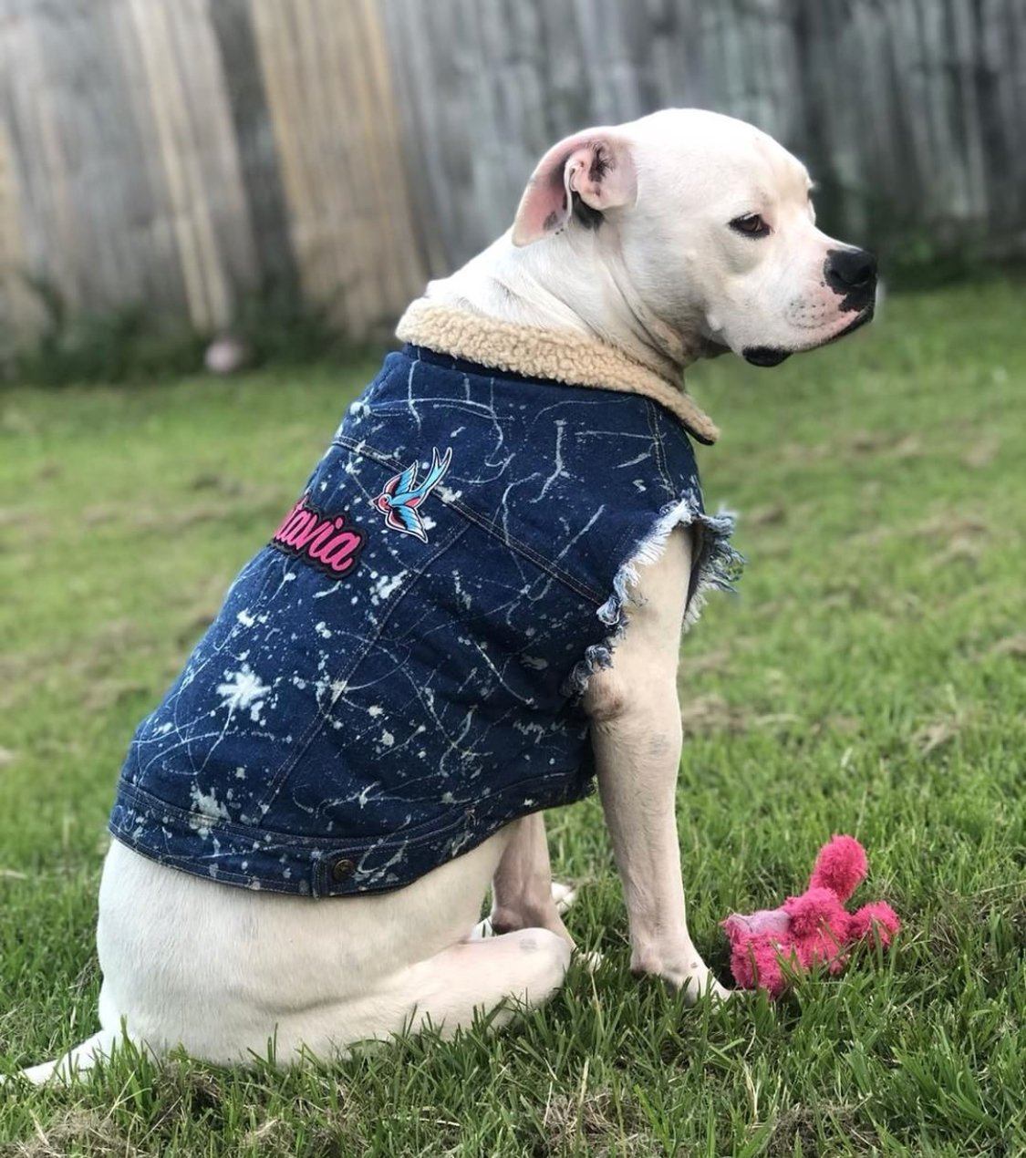 Denim dog vest, denim dog jacket, Sherpa denim dog jacket