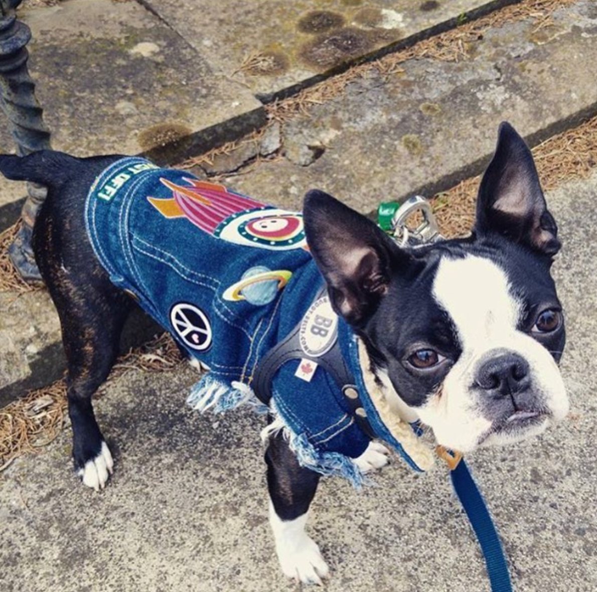 Denim dog vest, denim dog jacket, custom dog jacket