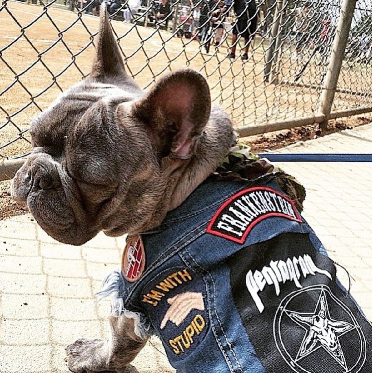 Denim dog vest, denim dog jacket, heavy metal dog clothing, Dog coat, Dog denim