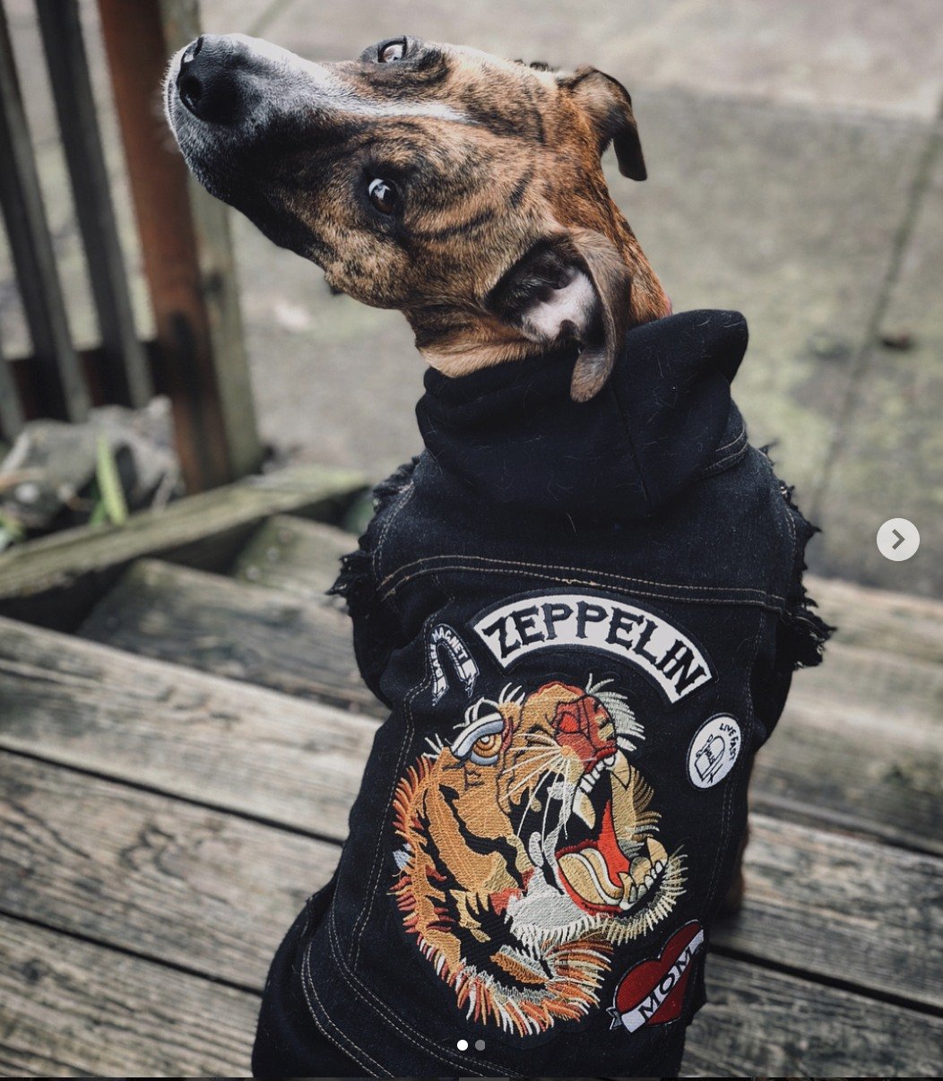 Custom Patched Dog Battle Jacket