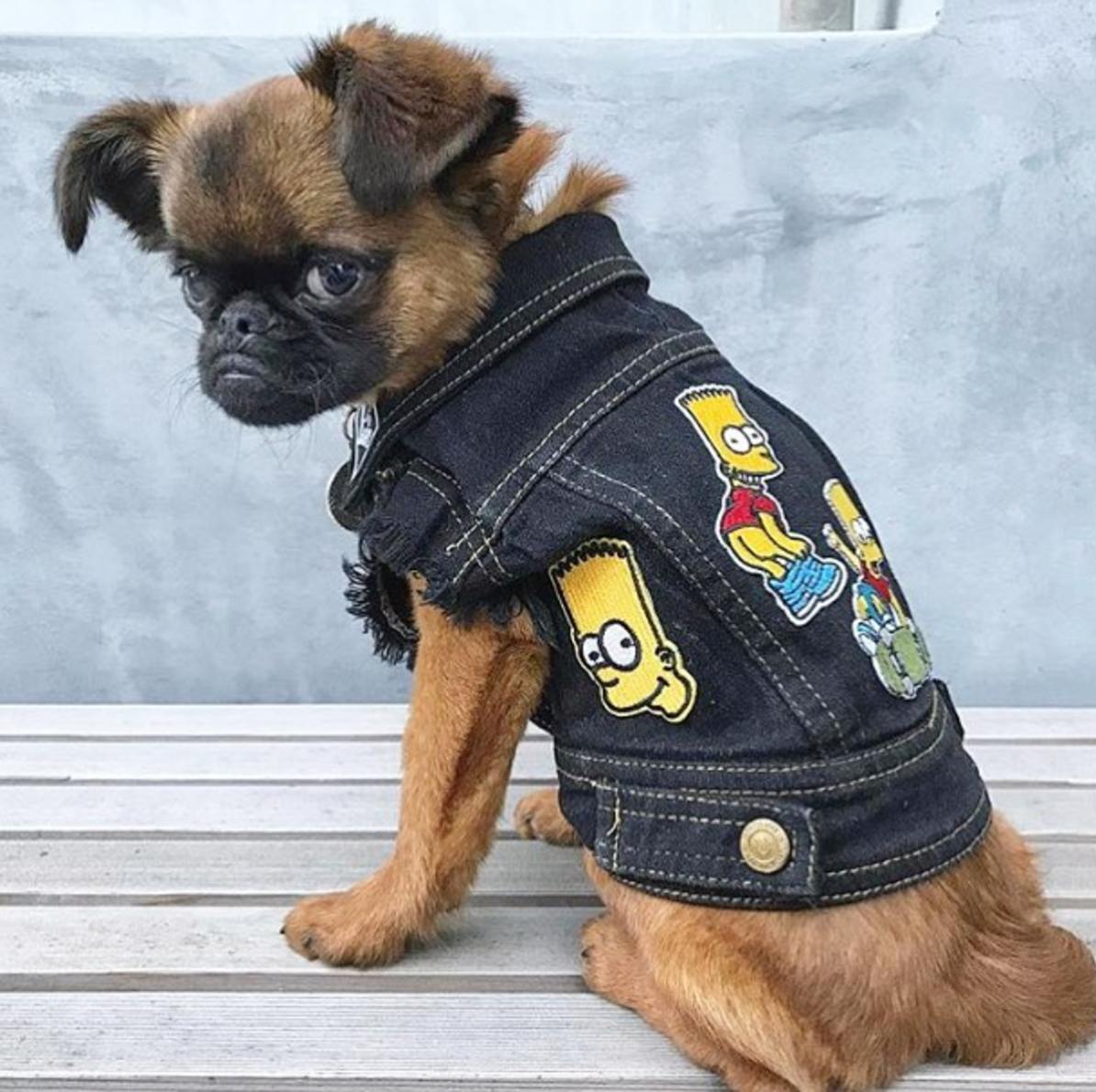 denim dog vest by Pethaus