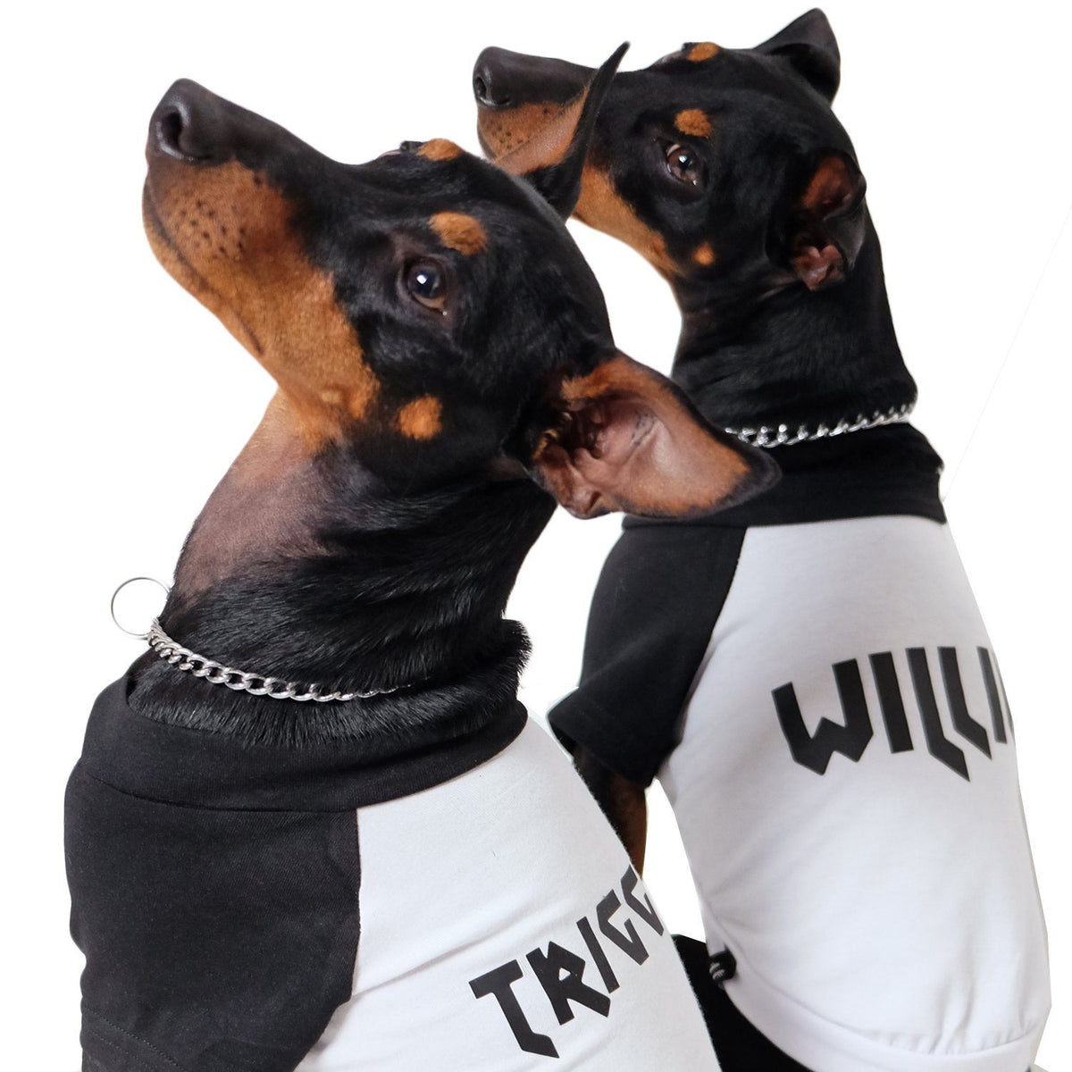 Personalised dog tee,Personalised Raglan Dog Tee, customised dog tee, dog tee, dog gift, pethaus, english toy terrier