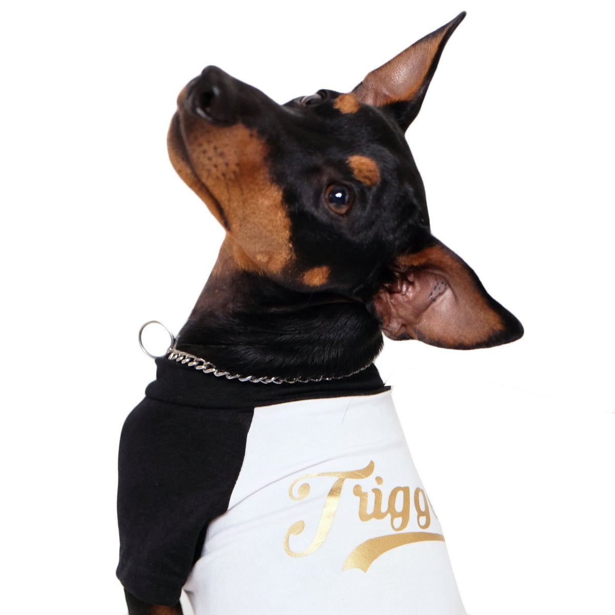 Personalised dog tee,Personalised Raglan Dog Tee, customised dog tee, dog tee, dog gift, pethaus, english toy terrier