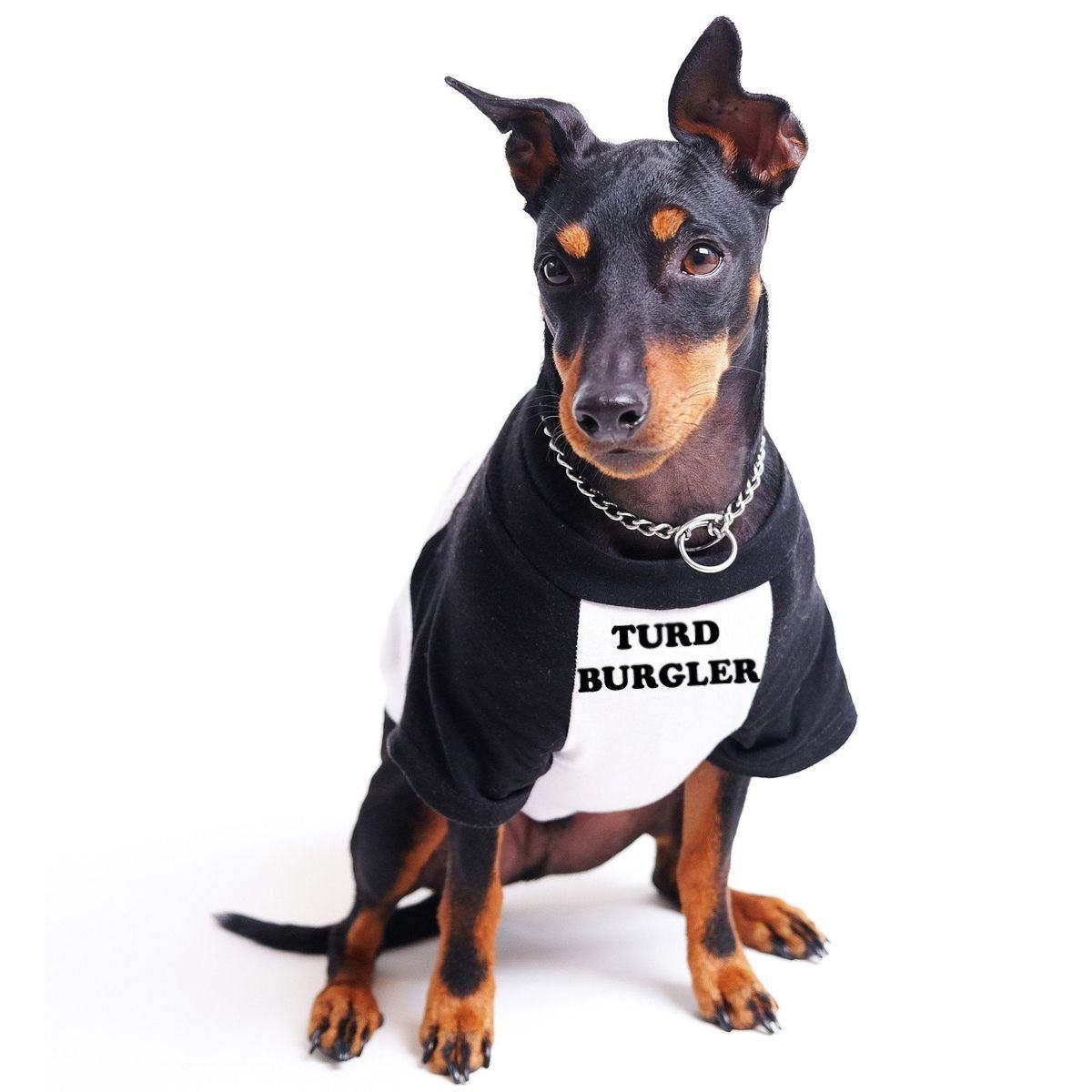 Personalised dog tee,Personalised Raglan Dog Tee, customised dog tee, dog tee, dog gift, pethaus, English toy terrier