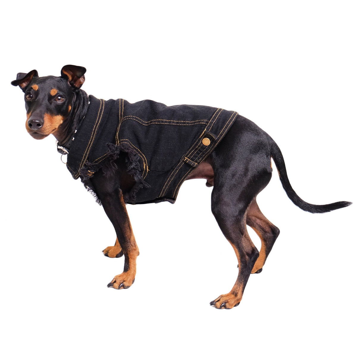 Denim dog vest or denim dog jacket by Pethaus