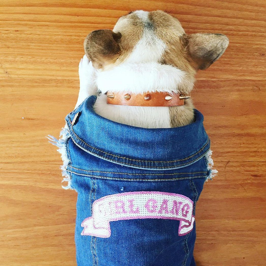 Denim Dog Vest, Denim Dog Jacket, Girl Gang Denim Dog Vest, Pethaus 