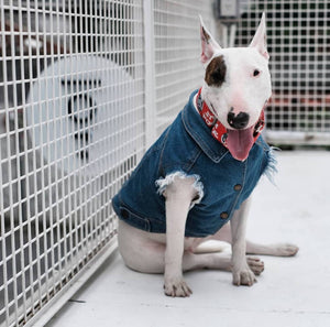 Denim dog vest , denim dog jacket, Pethaus, dog denim, Dog coat, Pethaus, Dog jacket, Australia dog coat, Large denim dog coat