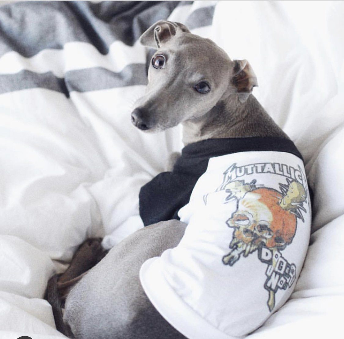 Metal Dog Tee by Pethaus,Muttallica, band tee for dog, dog tee, raglan dog tee, heavy metal dog tee, Metallica dog tee