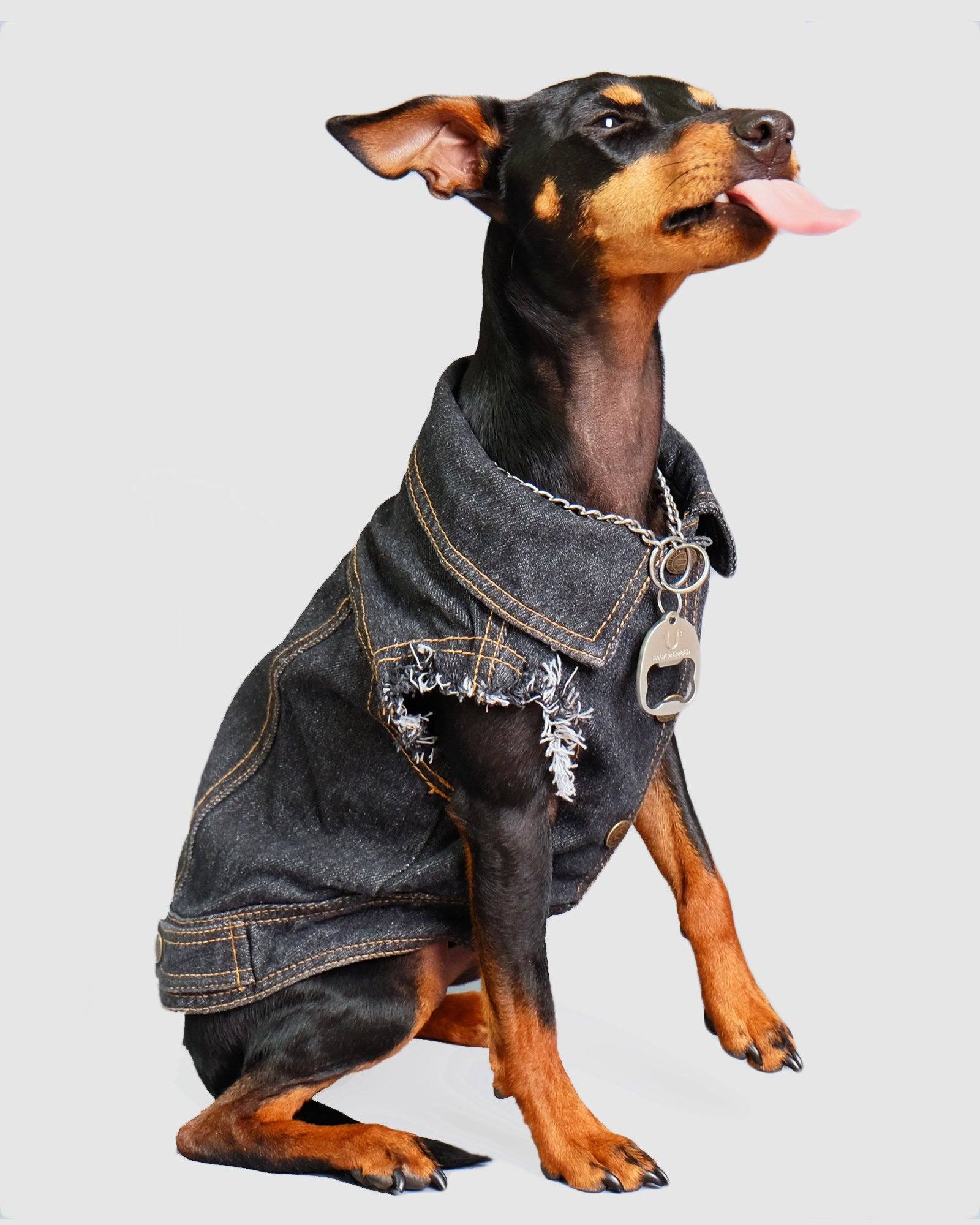 Jean jacket clearance for dogs