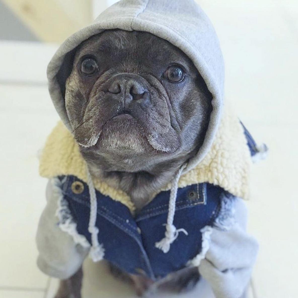 denim dog vest, denim dog jacket, dog gift, dog hoodie, pethaus