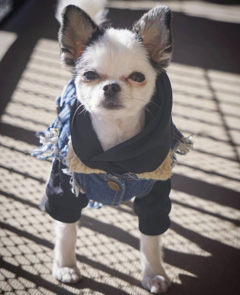 denim dog vest, denim dog jacket, dog gift, dog hoodie, pethaus