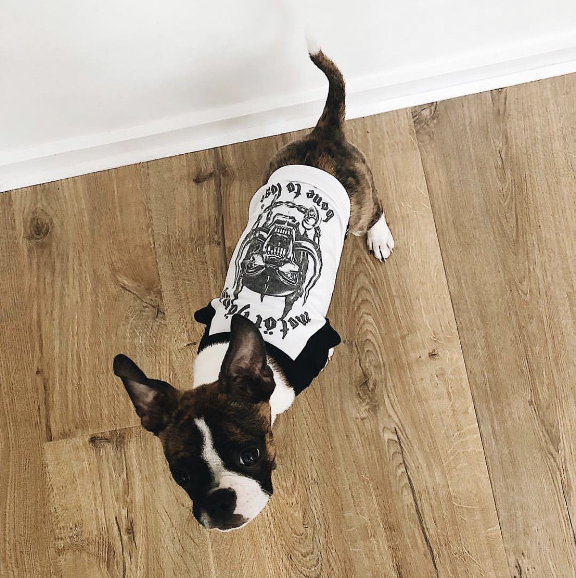 Motorhound dog tee, heavy metal dog tee, raglan dog tee, band tee for dog, motorhound, Pethaus