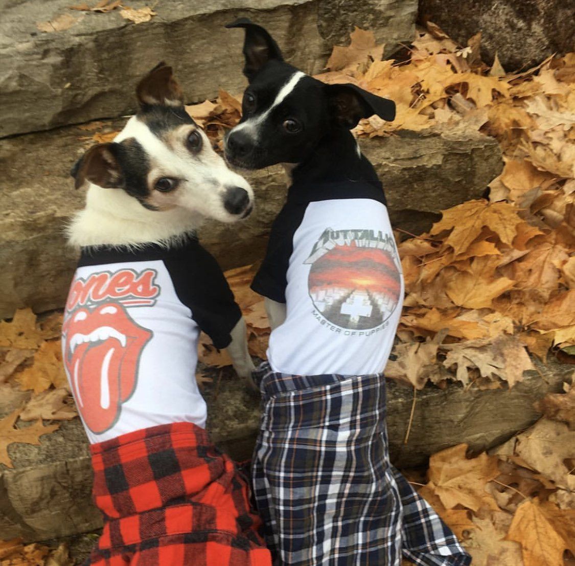 Metal Dog, Heavy Metal Dog, Muttallica, Dog Tee, Pethaus