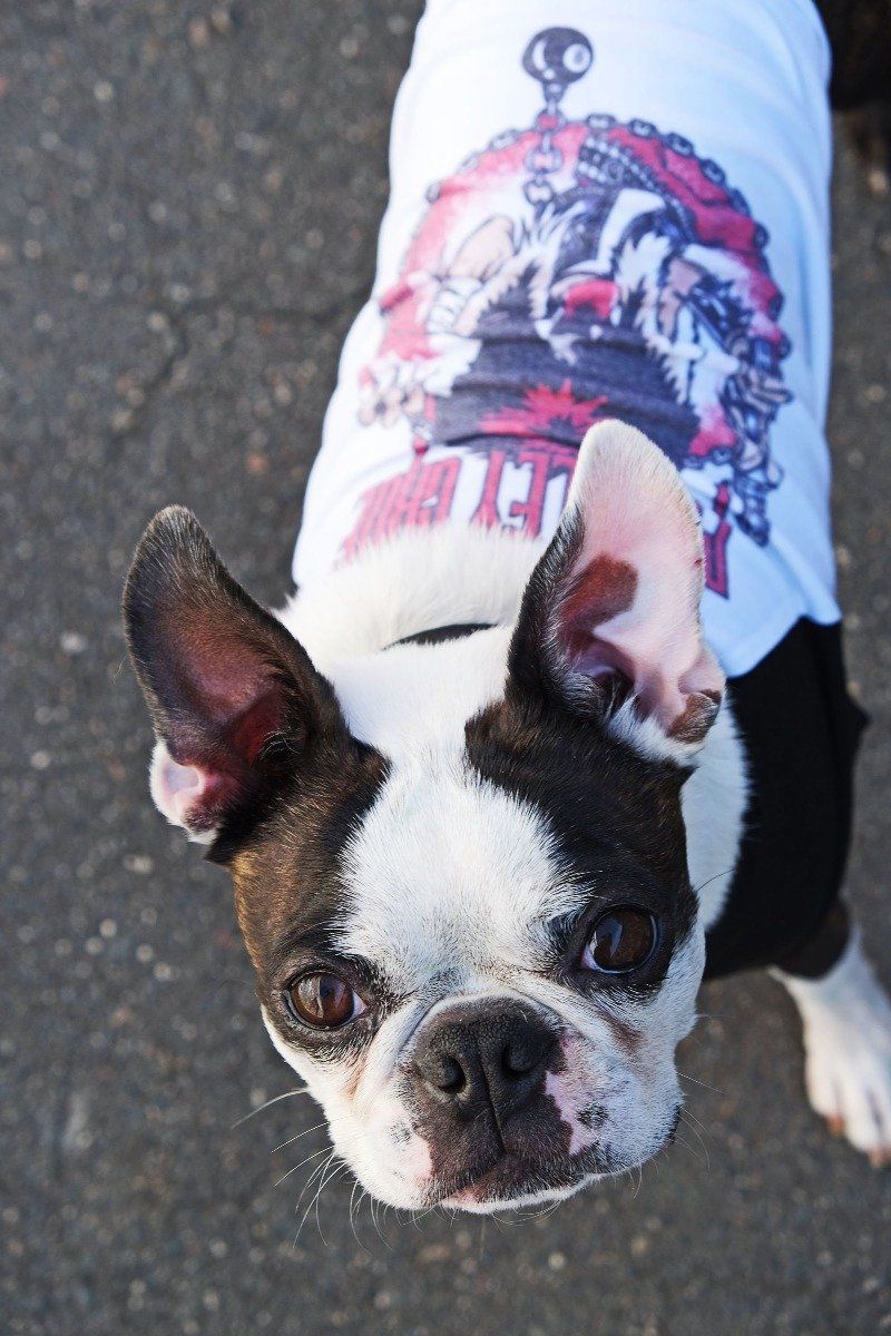 heavy metal dog tee, muttley crew dog tee, raglan dog tee, tee for dog, pethaus