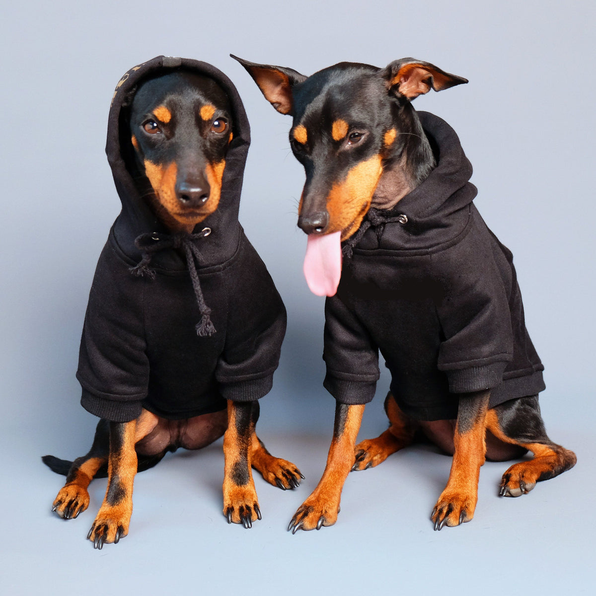 black dog hoodie, Pethaus dog hoodie, cool dog hoodie, australian dog hoodie, designer dog hoodie, dog coat