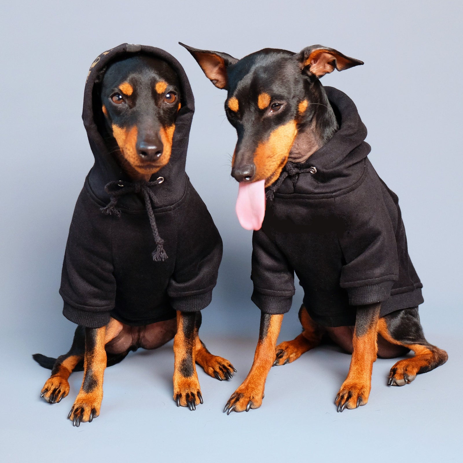 black dog hoodie, Pethaus dog hoodie, cool dog hoodie, australian dog hoodie, designer dog hoodie, dog coat