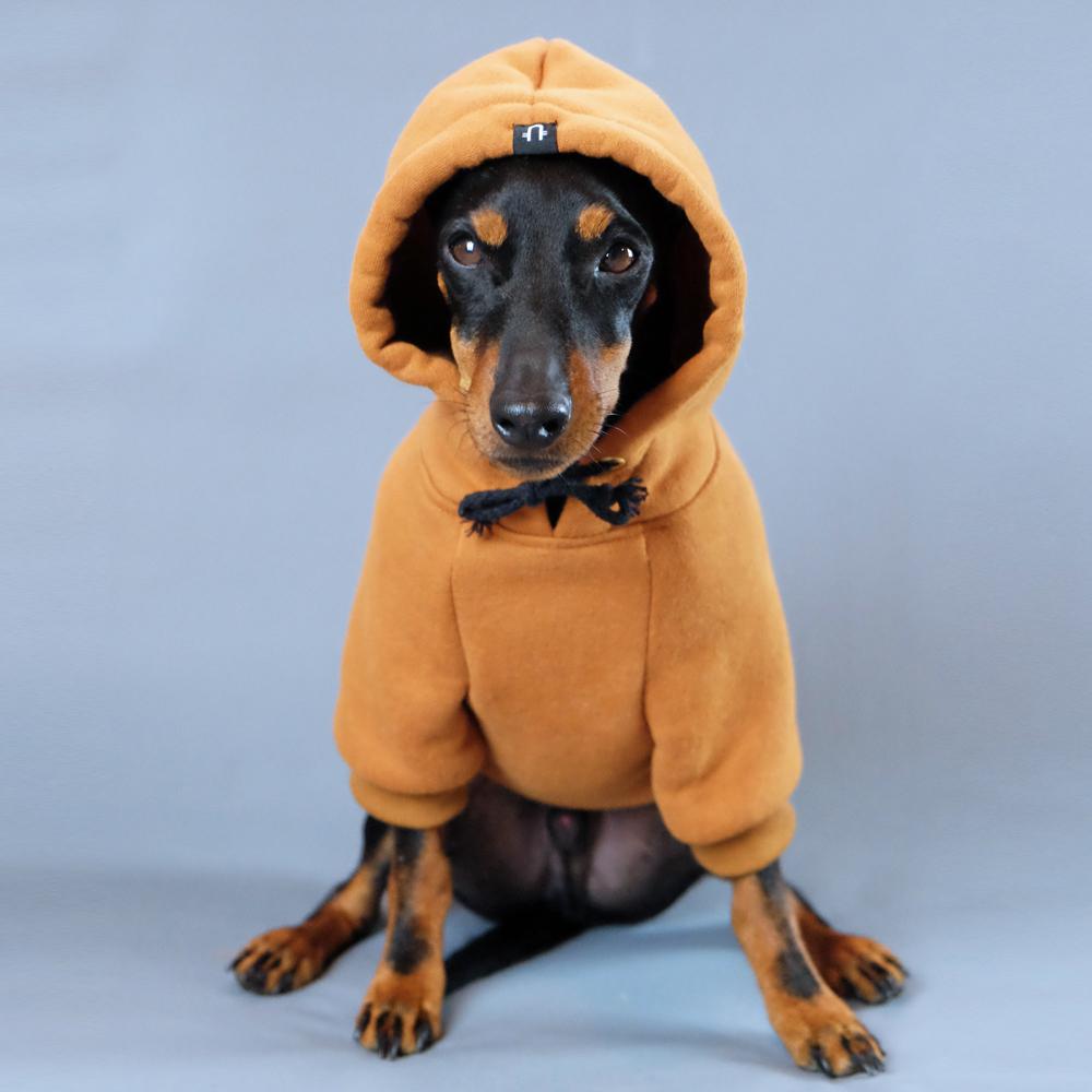 Dog Hoodie, Pethaus dog hoodie, brown dog hoodie, dog sweatshirt, tan dog hoodie, tan dog sweatshirt, Hoodie for dog, English Toy terrier, Toy manchester terrier