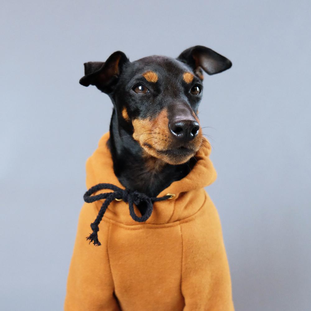 Dog Hoodie, Pethaus dog hoodie, brown dog hoodie, dog sweatshirt, tan dog hoodie, tan dog sweatshirt, Hoodie for dog, English Toy terrier, Toy manchester terrier