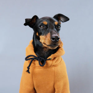 Dog Hoodie, Pethaus dog hoodie, brown dog hoodie, dog sweatshirt, tan dog hoodie, tan dog sweatshirt, Hoodie for dog, English Toy terrier, Toy manchester terrier