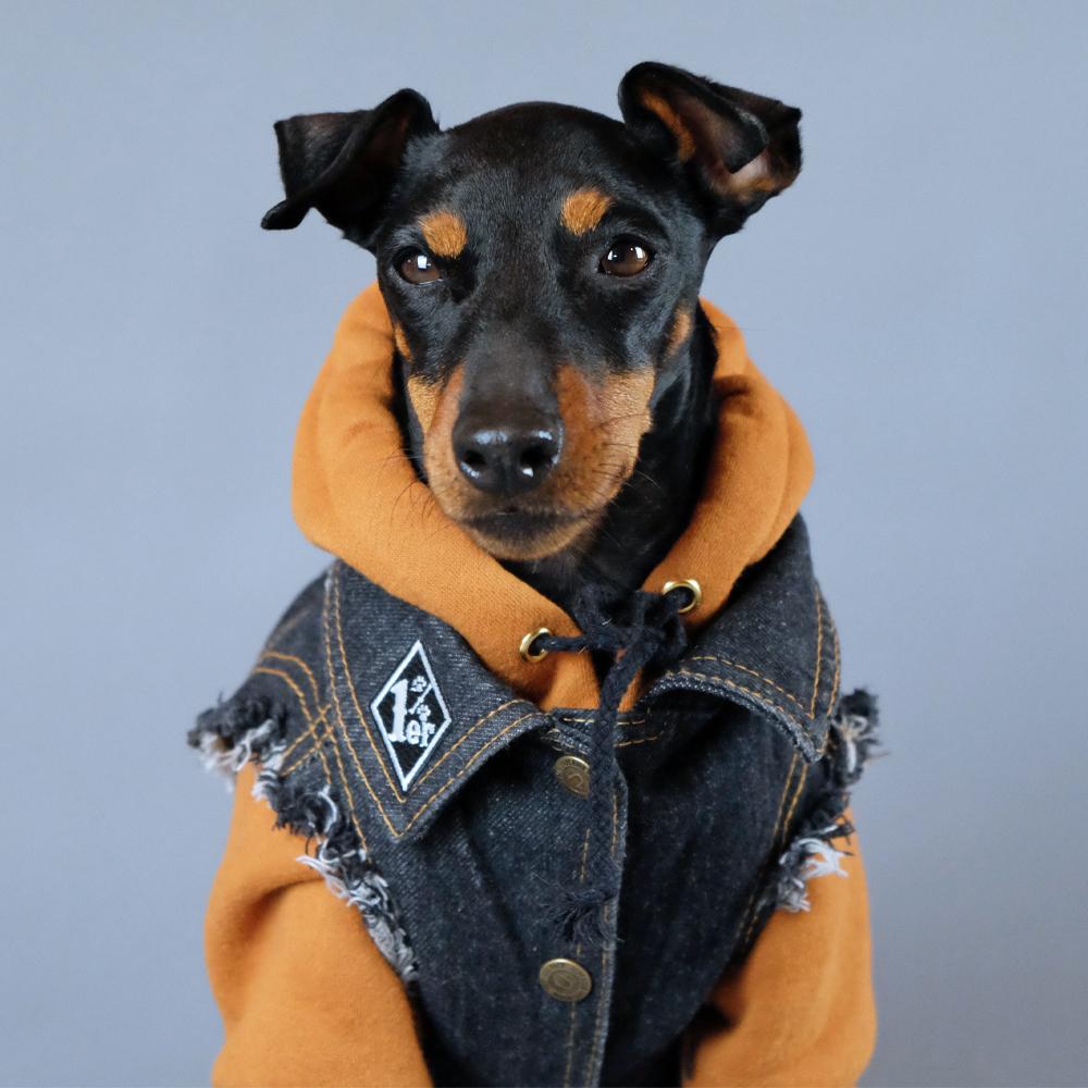 Dog Hoodie, Pethaus dog hoodie, brown dog hoodie, dog sweatshirt, tan dog hoodie, tan dog sweatshirt, Hoodie for dog, English Toy terrier, Toy manchester terrier