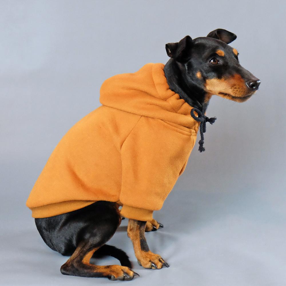 Dog Hoodie, Pethaus dog hoodie, brown dog hoodie, dog sweatshirt, tan dog hoodie, tan dog sweatshirt, Hoodie for dog, English Toy terrier, Toy manchester terrier