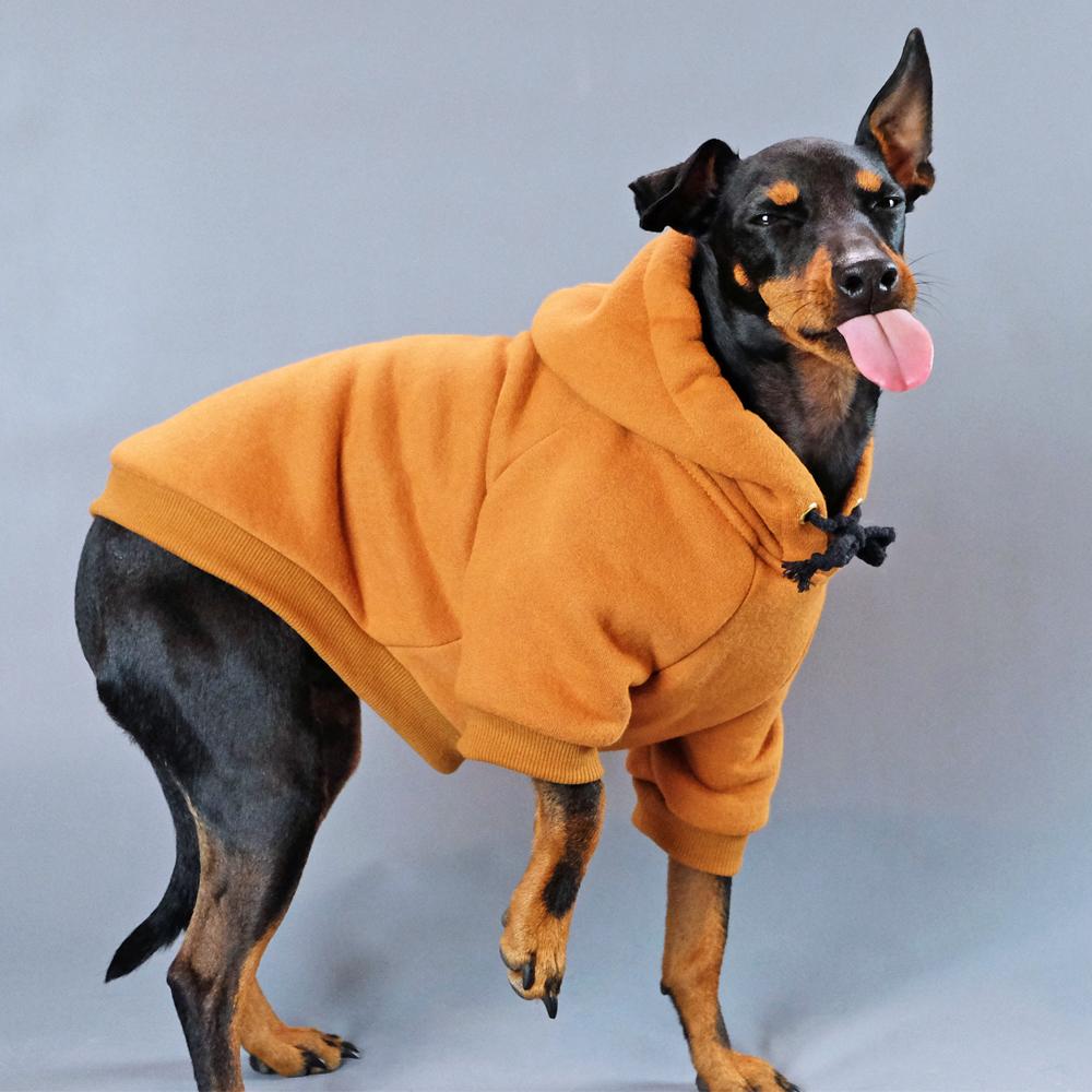 Dog Hoodie, Pethaus dog hoodie, brown dog hoodie, dog sweatshirt, tan dog hoodie, tan dog sweatshirt, Hoodie for dog, English Toy terrier, Toy manchester terrier