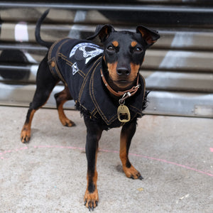 Pack Member Denim Dog Vest by Pethaus