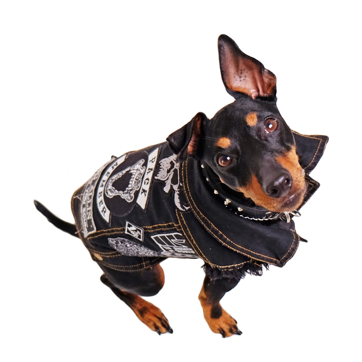 Metal Dog Denim Vest by Pethaus