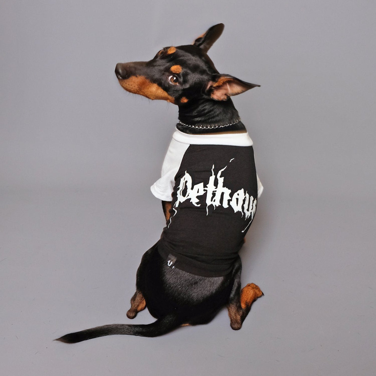 Metal tee for dog, Pethaus dog tee, raglan dog tee, black dog tee, cool dog tee, dog tee Australia