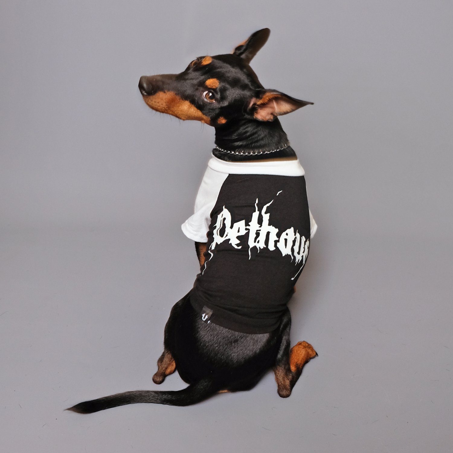 Metal tee for dog, Pethaus dog tee, raglan dog tee, black dog tee, cool dog tee, dog tee Australia