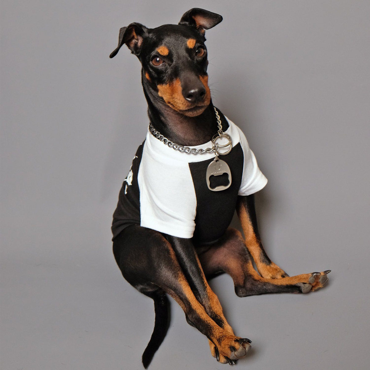 Metal tee for dog, Pethaus dog tee, raglan dog tee, black dog tee, cool dog tee, dog tee Australia