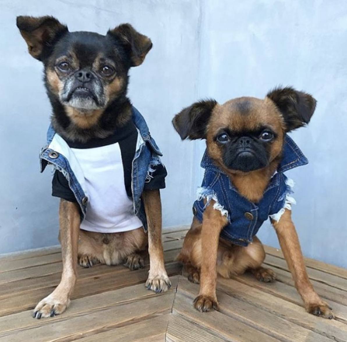 Denim dog vest by Pethaus. 