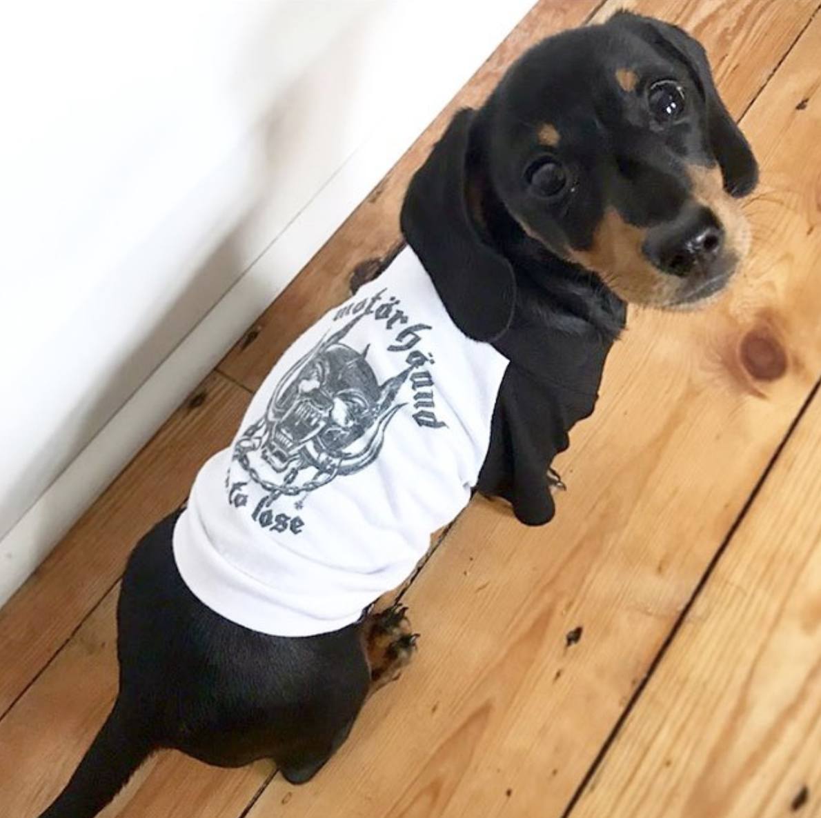 Rock Dog Combo - Denim + Dog Tee