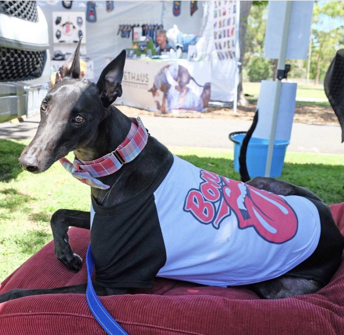 Rolling Bones dog tee, band tee for dog, Dog tee, raglan dog tee, Pethaus