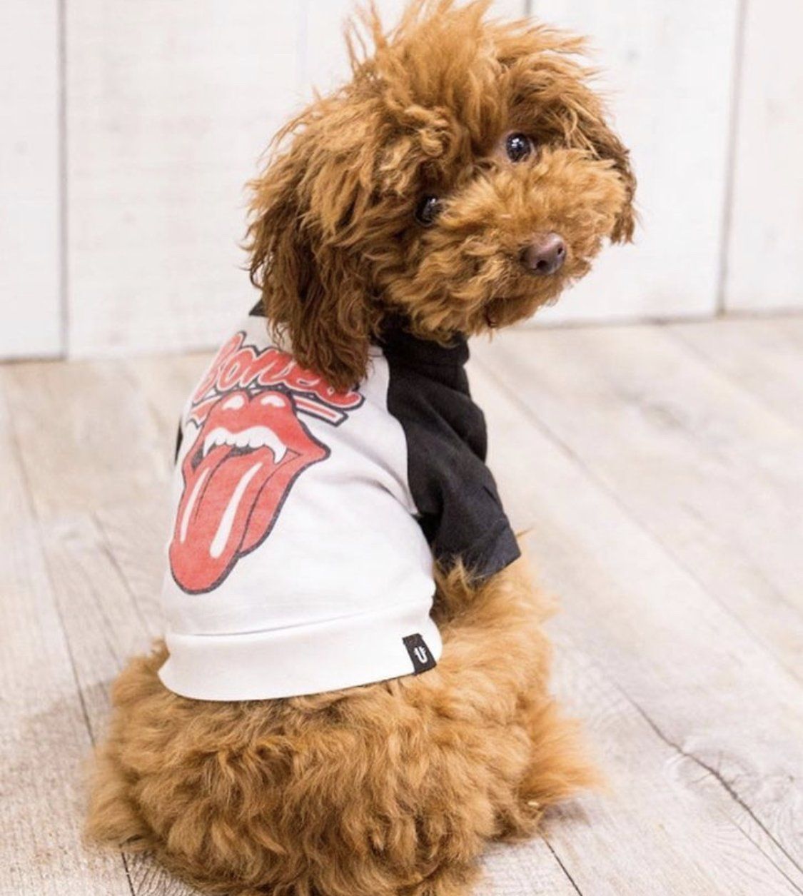 Band tees for dogs best sale