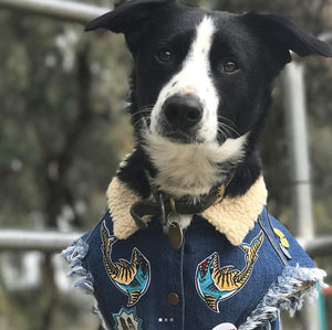 Denim dog vest, denim dog jacket, sherpa denim dog vest