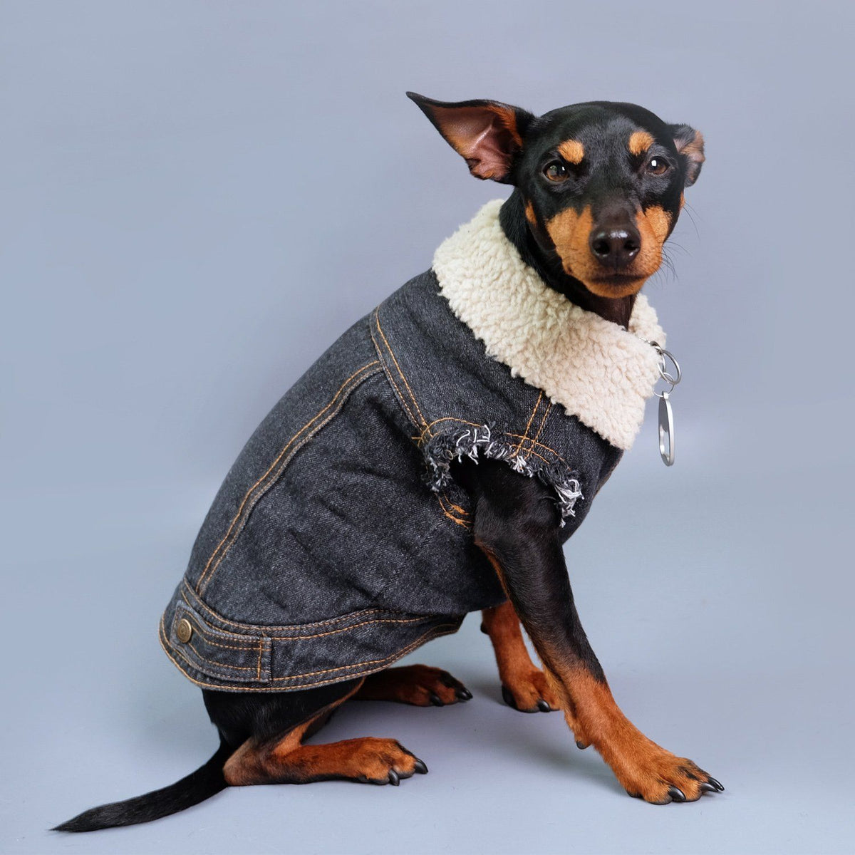 denim dog vest, denim dog jacket, sherpa denim dog vest, pethaus, dog denim, dog gift, black denim dog jacket, dog coat, black dog coat, dog jacket australia