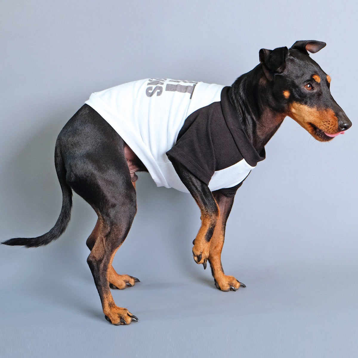 Dog tee, funny dog tee, raglan dog tee, shit happens dog tee, gift for dog, pethaus