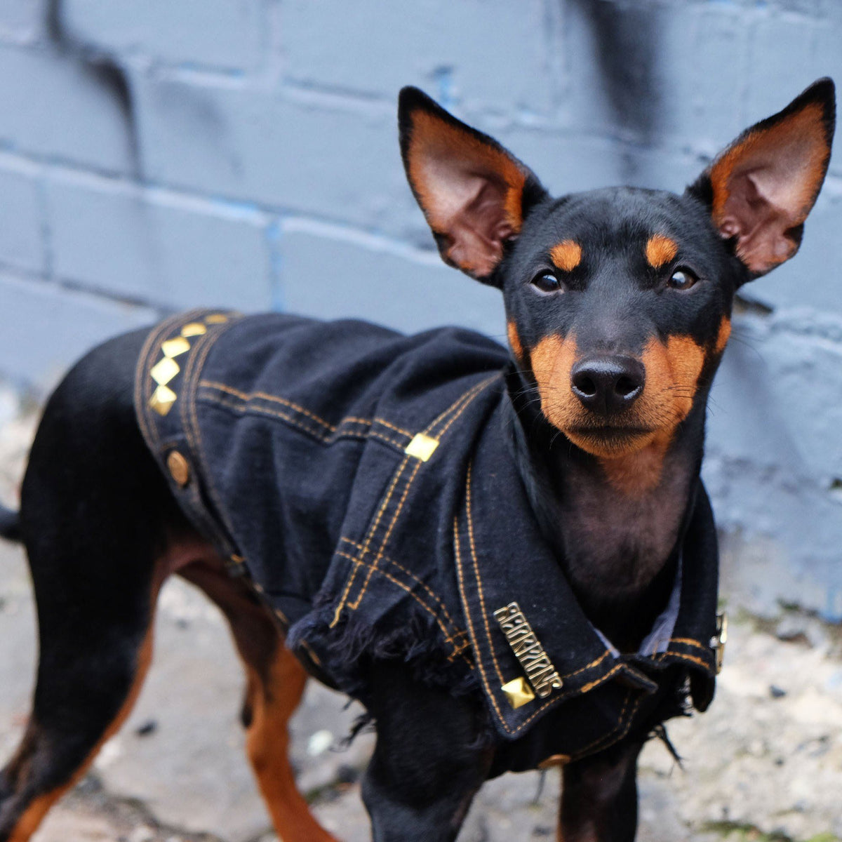 Designer dog clothing Melbourne Australia