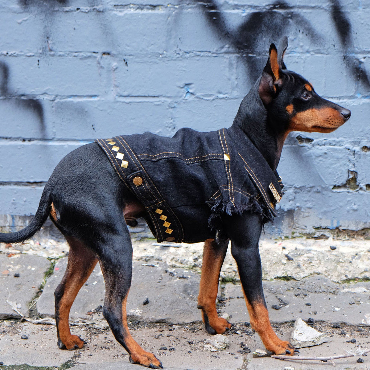 Custom dog clothing Australia