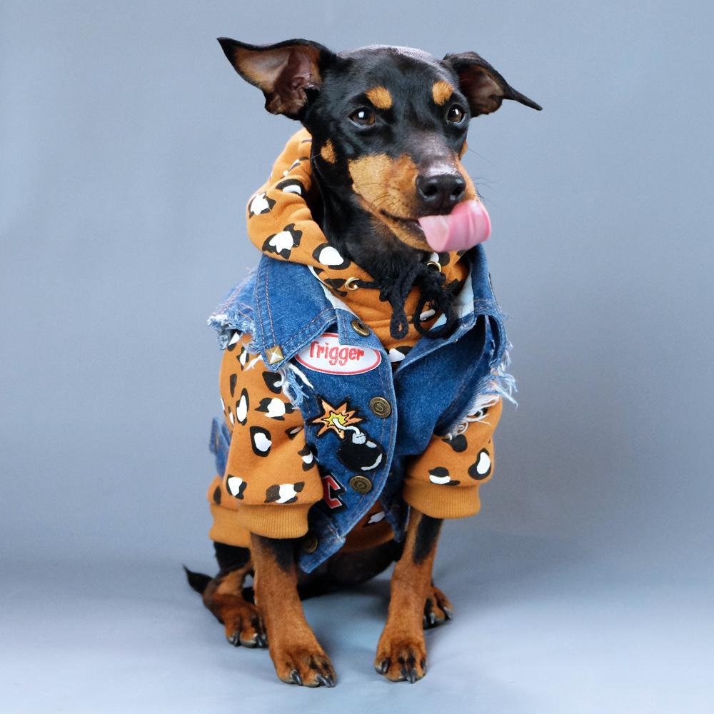 Dog battle jacket, denim dog vest, denim dog jacket, Pethaus, dog denim, patched dog coat, Leopard print dog hoodie, cool dog coat, rock dog,