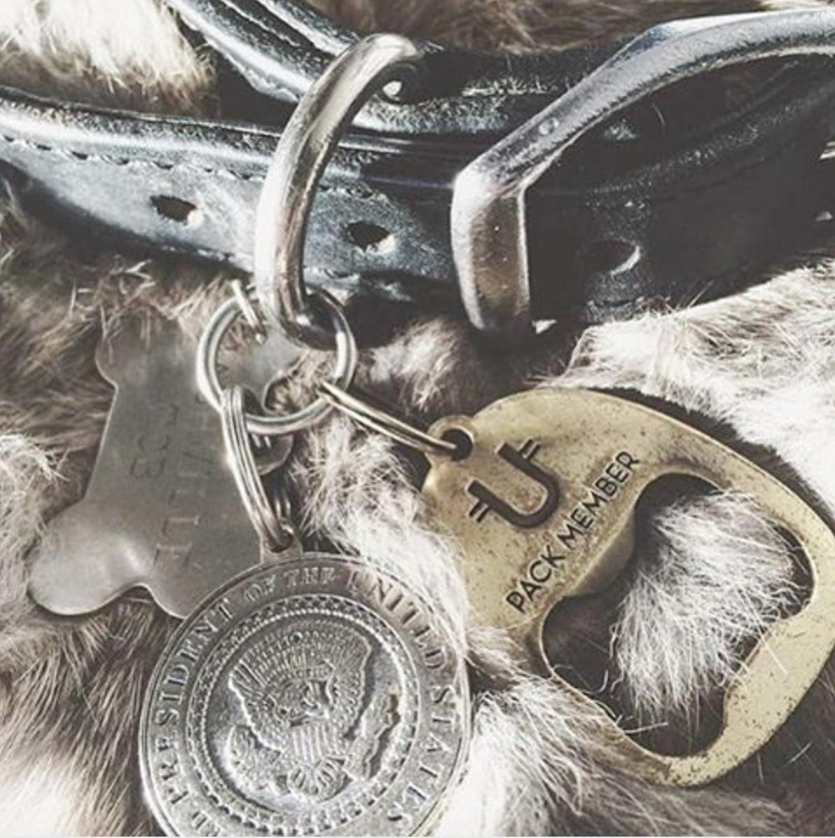 Id tag for dog - bottle opener