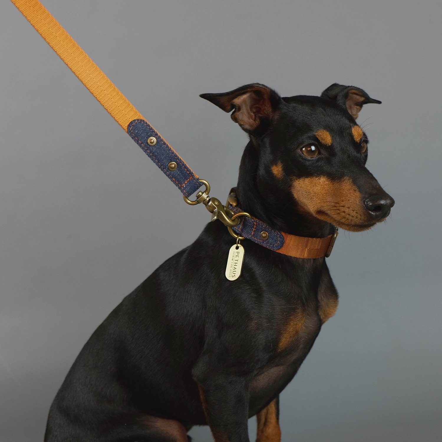 denim dog lead, denim dog leash, tan dog leash, design dog leash, Australia dog leash, Pethaus, cool dog leash, English toy terrier