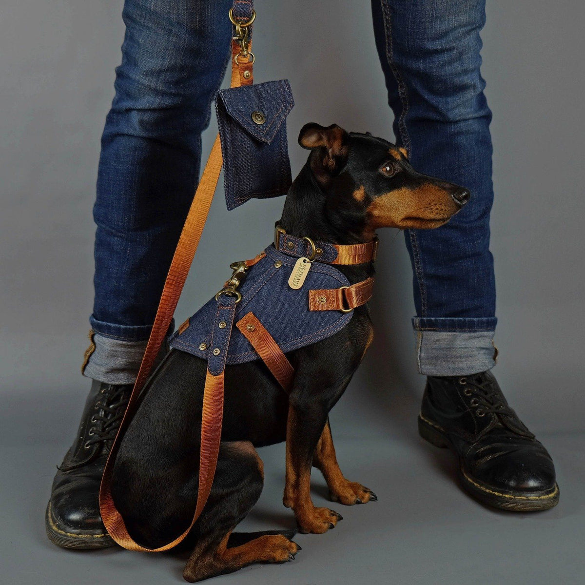 denim dog lead, denim dog leash, tan dog leash, design dog leash, Australia dog leash, Pethaus, cool dog leash, English toy terrier, denim dog harness, designer dog harness