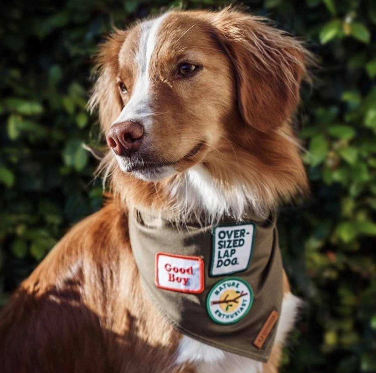 Oversized lap dog patch, Scouts Honour merit badge for dogs, large dog patch